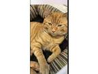 Adopt CHESTER a Domestic Short Hair