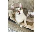 Adopt Mr. Jingles a American Shorthair, Domestic Short Hair