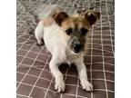 Adopt Roscoe a Parson Russell Terrier