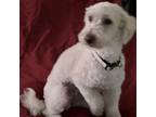 Adopt Keno a Poodle