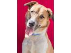 Adopt BRAN a Australian Shepherd, Mixed Breed