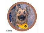 Adopt Curtis a German Shepherd Dog, Mixed Breed