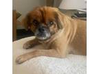 Adopt Theo a Pekingese