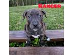 Adopt Ranger a Plott Hound, Black Mouth Cur