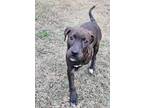 Adopt Ranger a Plott Hound