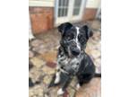 Adopt Tuck a Australian Cattle Dog / Blue Heeler, Catahoula Leopard Dog