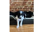 Adopt Arthur a Border Collie, Mixed Breed