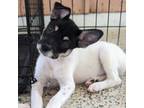 Adopt DOMINO - in NY & Ready for a Meet & Greet! a Rat Terrier