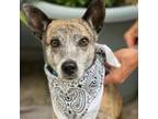 Adopt TIGER a Mountain Dog, Rat Terrier