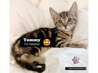 Adopt Tommy a Domestic Short Hair