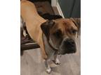 Adopt Beau a Boxer