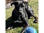 Adopt Percy a Black Labrador Retriever, Pit Bull Terrier