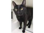 Adopt Atom a Domestic Short Hair