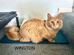 Adopt Winston Churchill a Domestic Long Hair