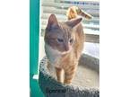 Adopt Charles Spencer a Domestic Short Hair