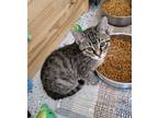 Adopt Tito a Domestic Short Hair