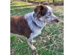 Adopt 0558 Waylon a Australian Shepherd, Border Collie