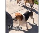 Adopt Ringo a Beagle