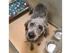 Adopt Gabe a Poodle