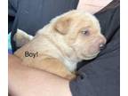 Adopt Grover a Australian Cattle Dog / Blue Heeler, Shar-Pei