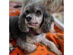 Adopt Bailey (COH-A-8488) a Poodle, Schnauzer