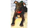 Adopt Bruce a Pit Bull Terrier
