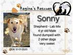 Adopt Sonny a Yellow Labrador Retriever