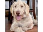 Adopt Hank a Labrador Retriever, Standard Poodle