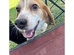 Adopt Phoenix a Beagle