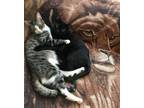 Adopt Macky & Pippin a American Shorthair, Tabby