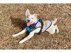 Adopt Skippy a Jack Russell Terrier