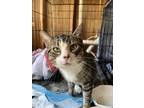 Adopt Richard a Domestic Short Hair, Tabby