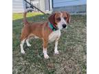 Adopt Buddy a Beagle