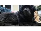 Adopt Hardy a Newfoundland Dog