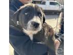 Adopt Jackson a Border Collie