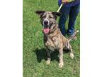 Adopt Grimm a Mixed Breed