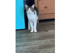 Adopt Trapper a Domestic Short Hair