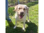 Adopt Noble a Yellow Labrador Retriever