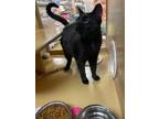 Adopt Marty a Domestic Short Hair