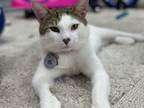 Adopt Sharkey a Domestic Short Hair