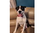 Adopt Max a Pit Bull Terrier, Border Collie