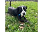 Adopt Larry a Boxer, Mixed Breed