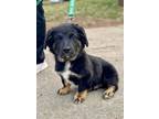 Adopt Ace a Border Collie, Scottish Terrier