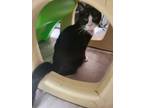 Adopt Sawyer a Domestic Short Hair