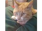 Adopt Leo the playful lover a Tabby