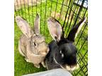 Adopt Cedar and Cypress *FOSTERED* a Flemish Giant, Rex