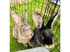 Adopt Cedar and Cypress (Fostered) a Flemish Giant, Rex