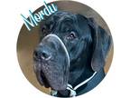 Adopt Mordu a Great Dane, Neapolitan Mastiff