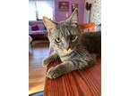 Adopt Christopurr a Domestic Medium Hair