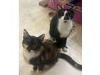 Adopt Denim & Capri a Domestic Short Hair